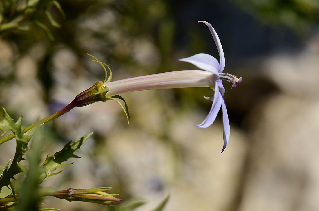 Laurentia axillaris